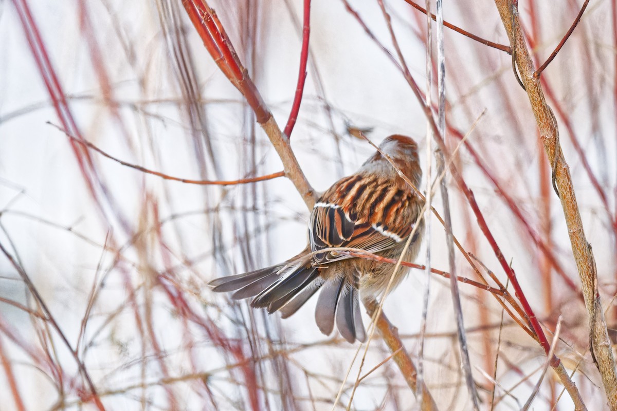 American Tree Sparrow - ML646248716