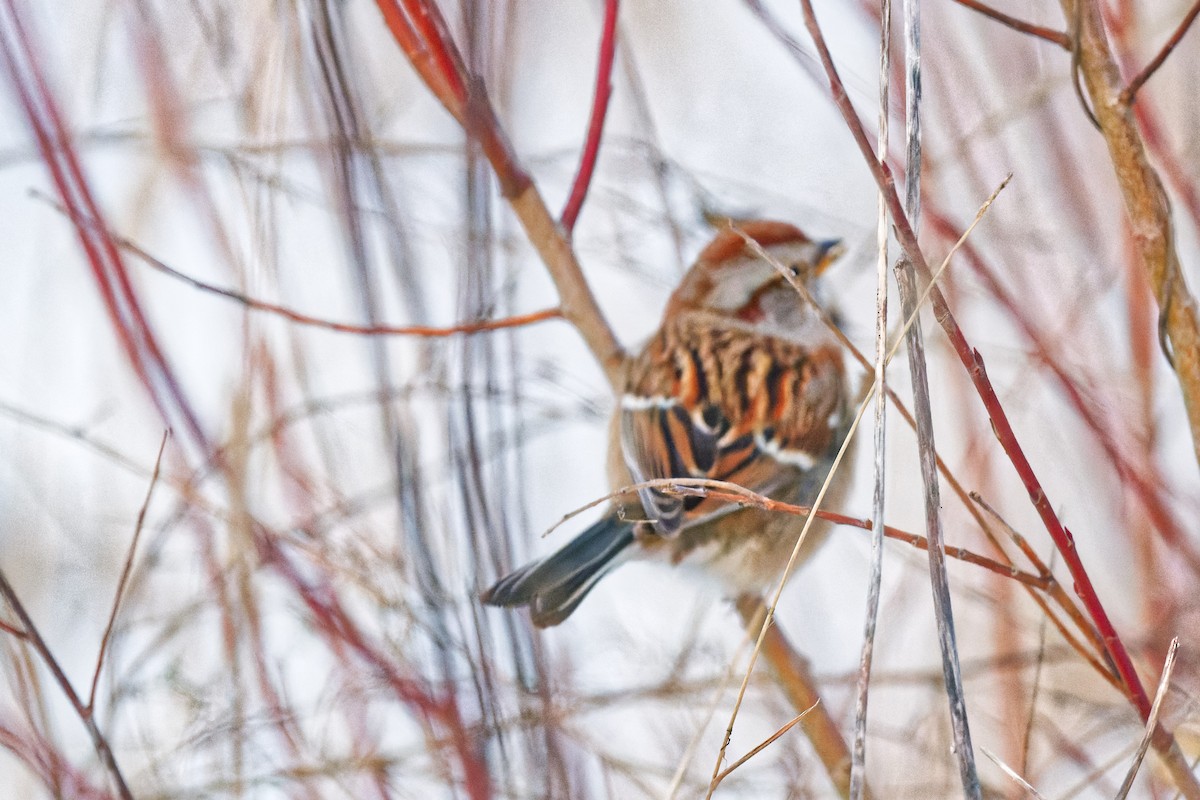 American Tree Sparrow - ML646248718