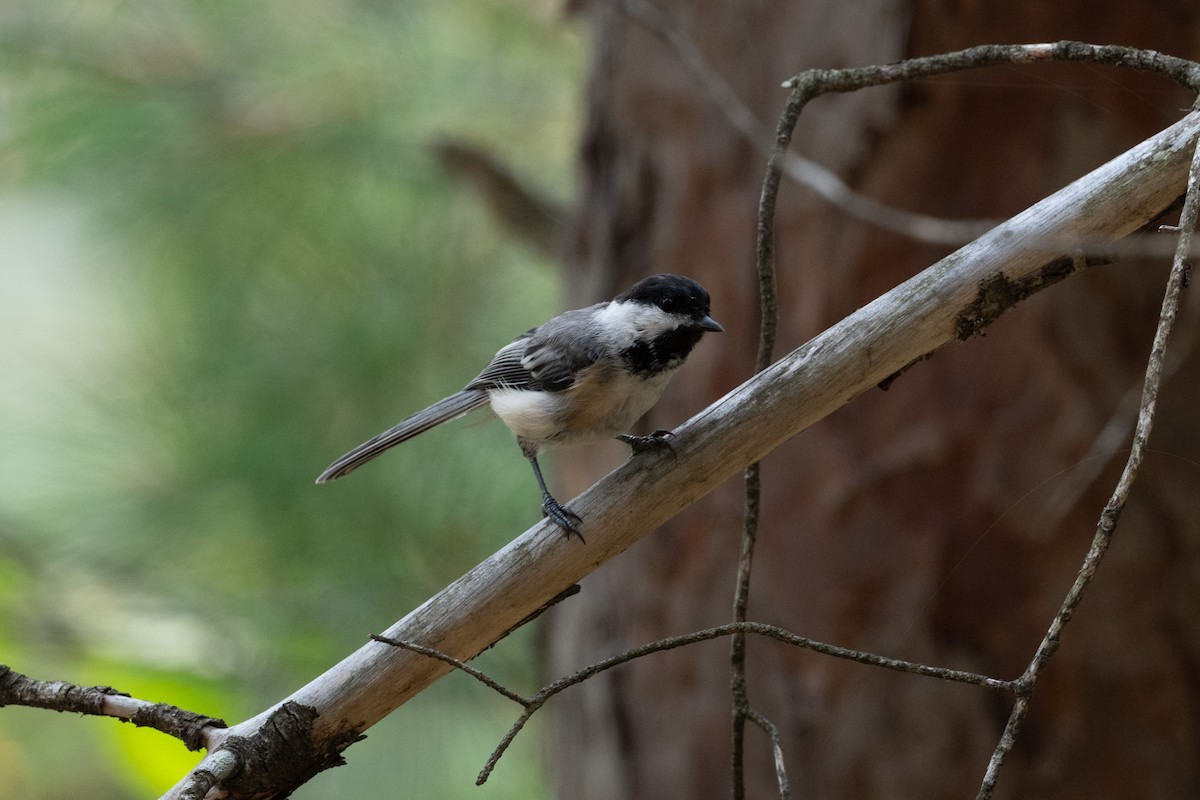 sýkora černohlavá - ML646248727