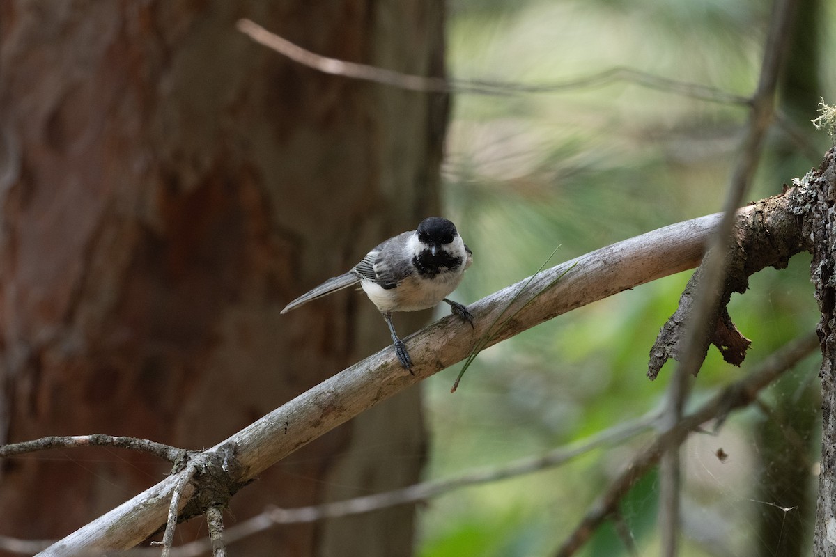 sýkora černohlavá - ML646248729