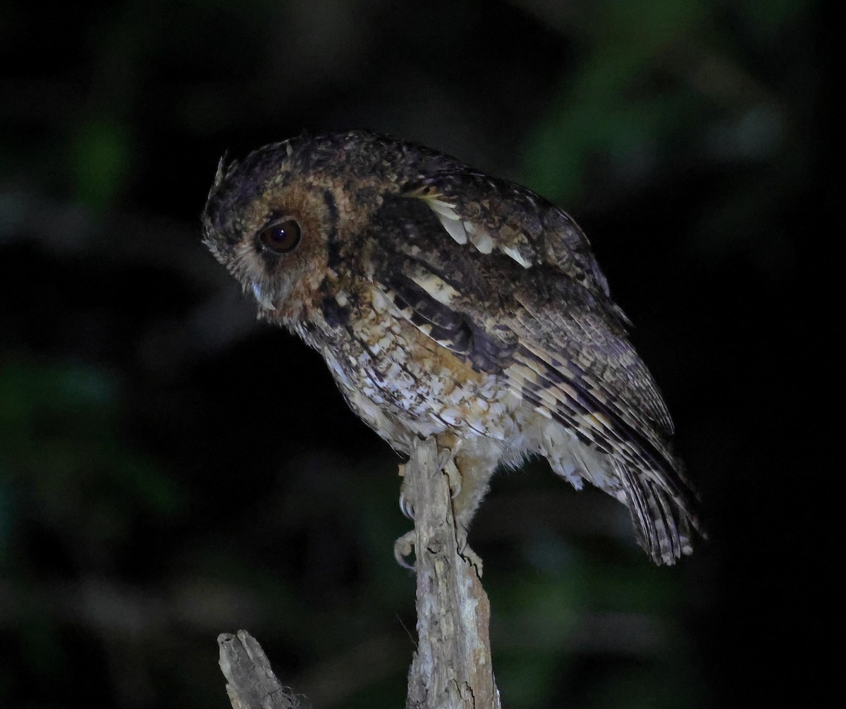 Long-tufted Screech-Owl - ML646248731