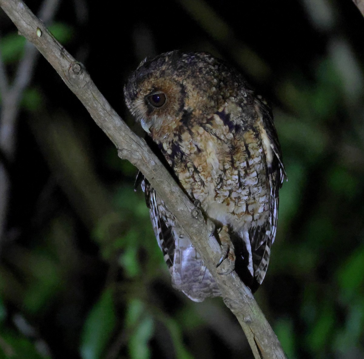 Long-tufted Screech-Owl - ML646248732