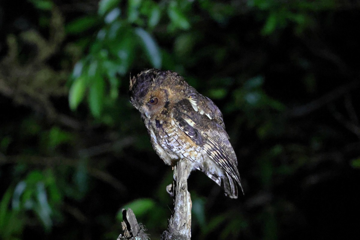 Long-tufted Screech-Owl - ML646248733