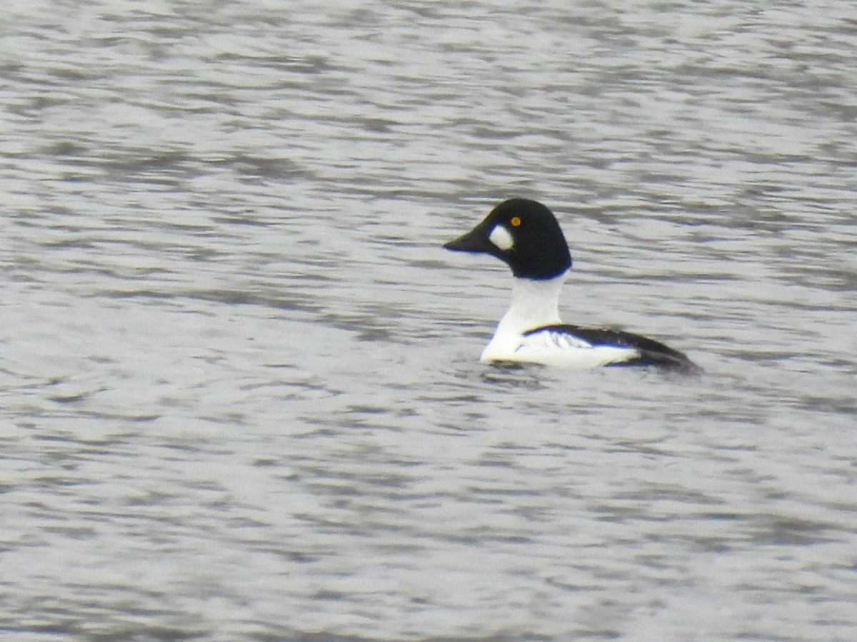 Common Goldeneye - ML646248734