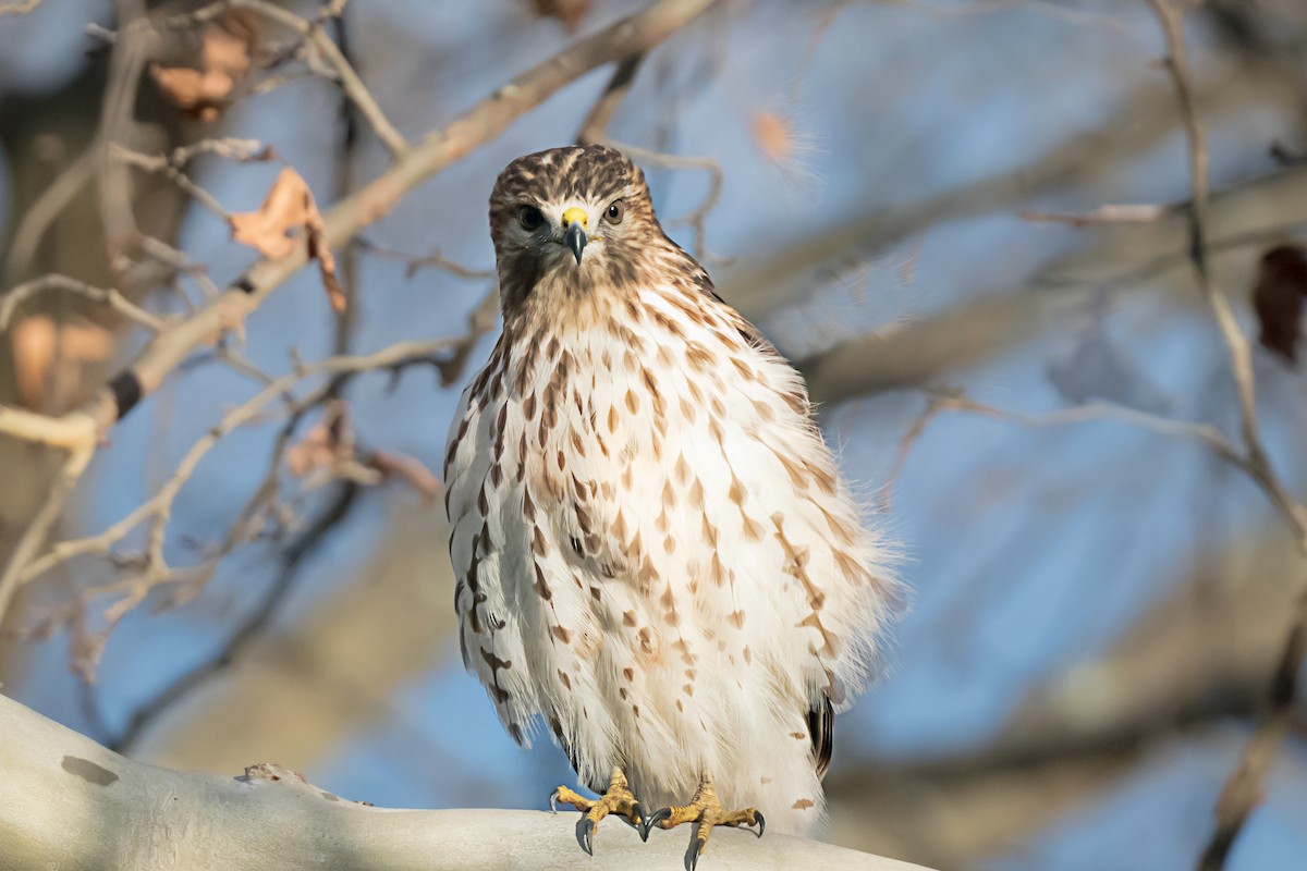 Red-shouldered Hawk - ML646248735