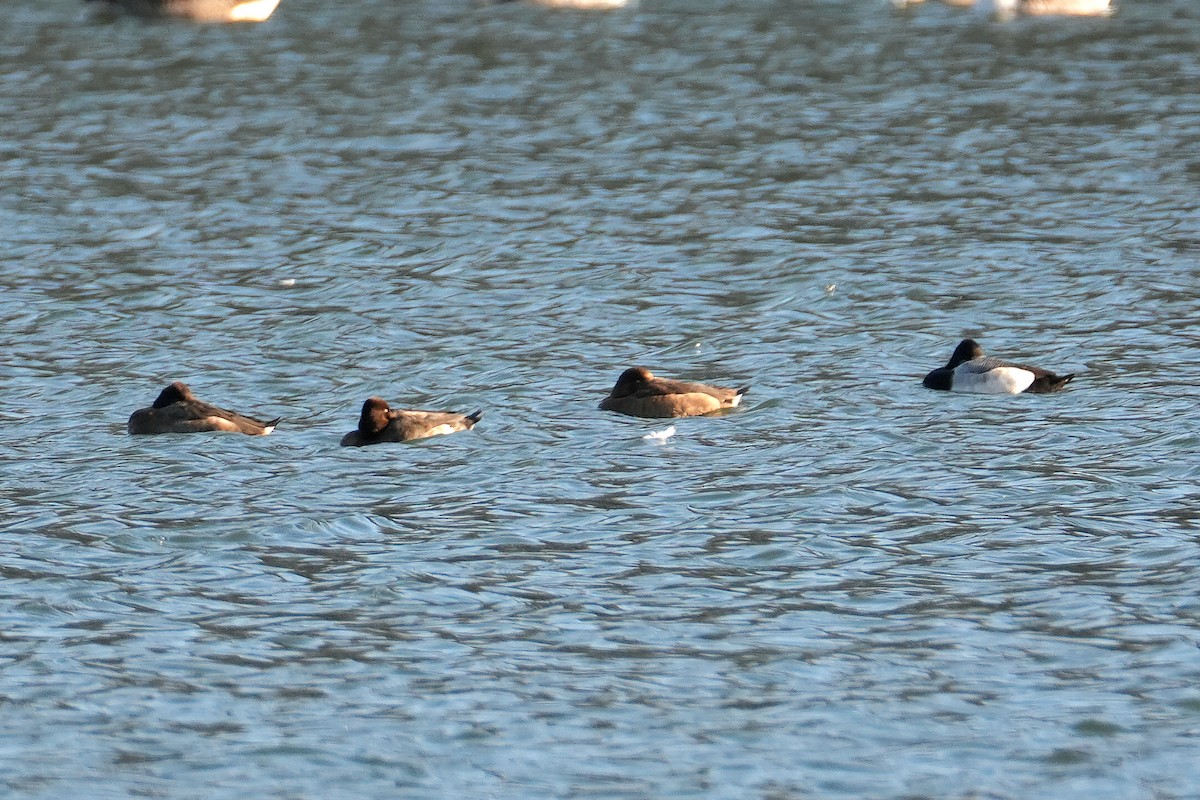 Greater Scaup - ML646248736