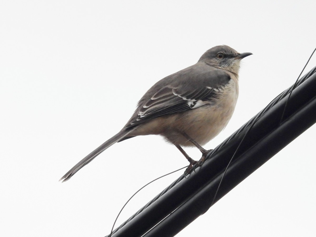 Northern Mockingbird - ML646248741