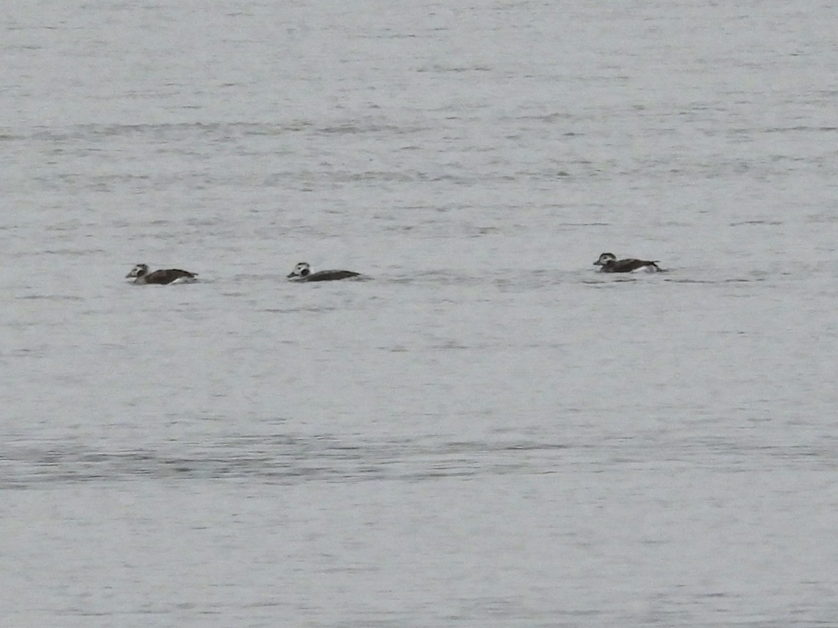 Long-tailed Duck - ML646248751