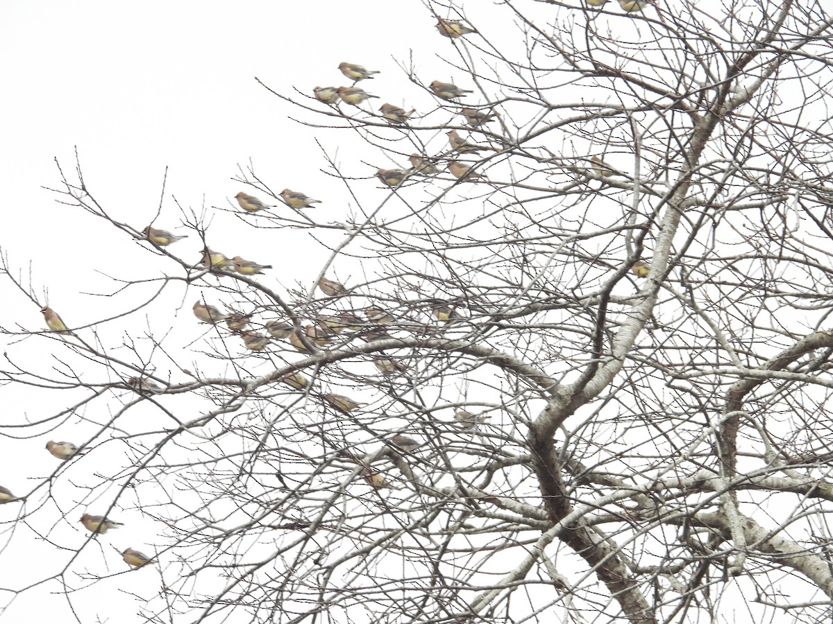 Cedar Waxwing - ML646248752