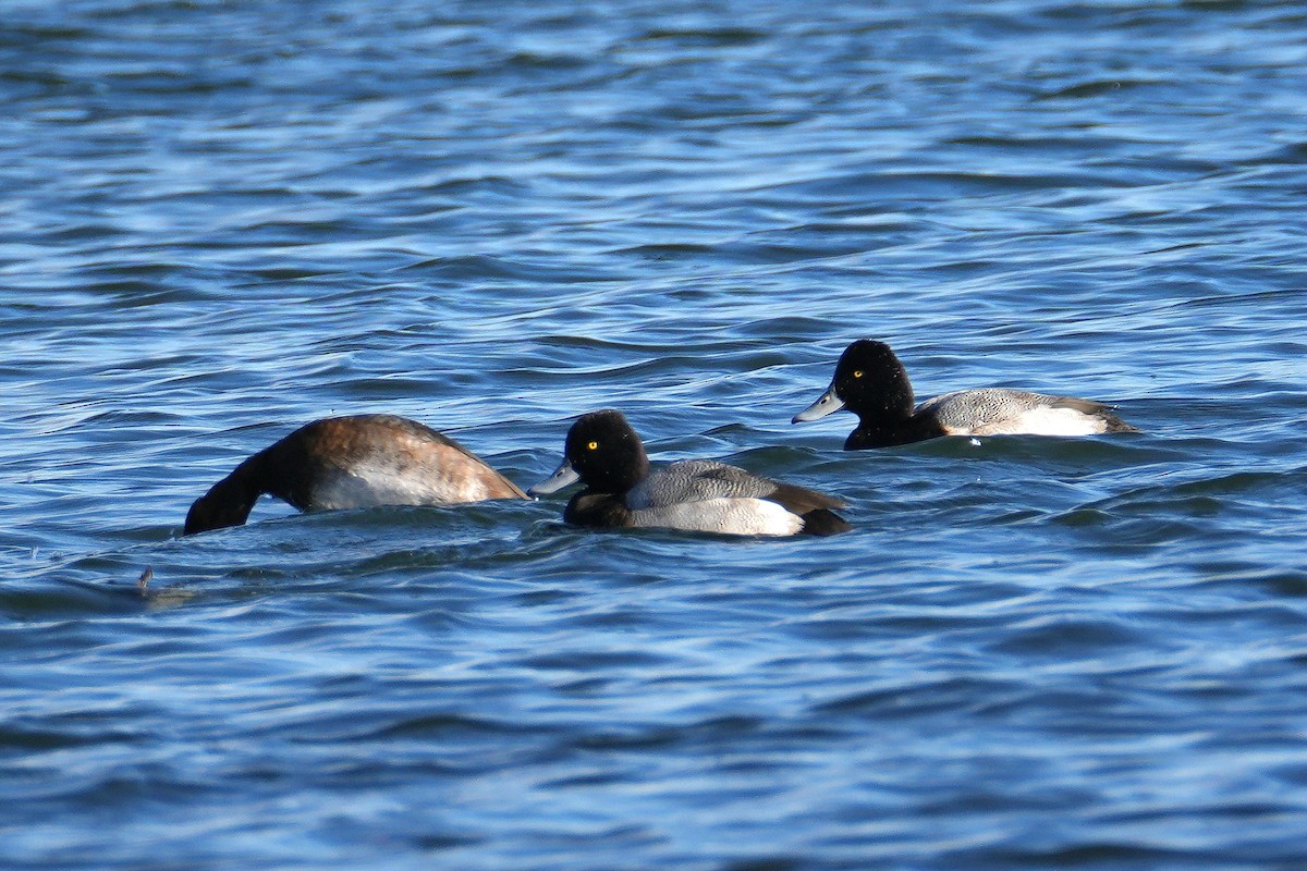 Lesser Scaup - ML646248753