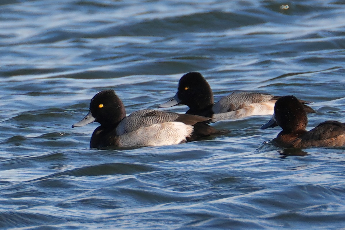 Lesser Scaup - ML646248754