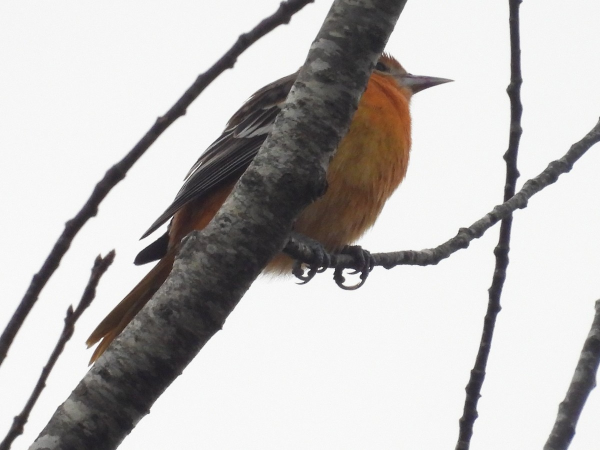 Балтиморский трупиал - ML646248757