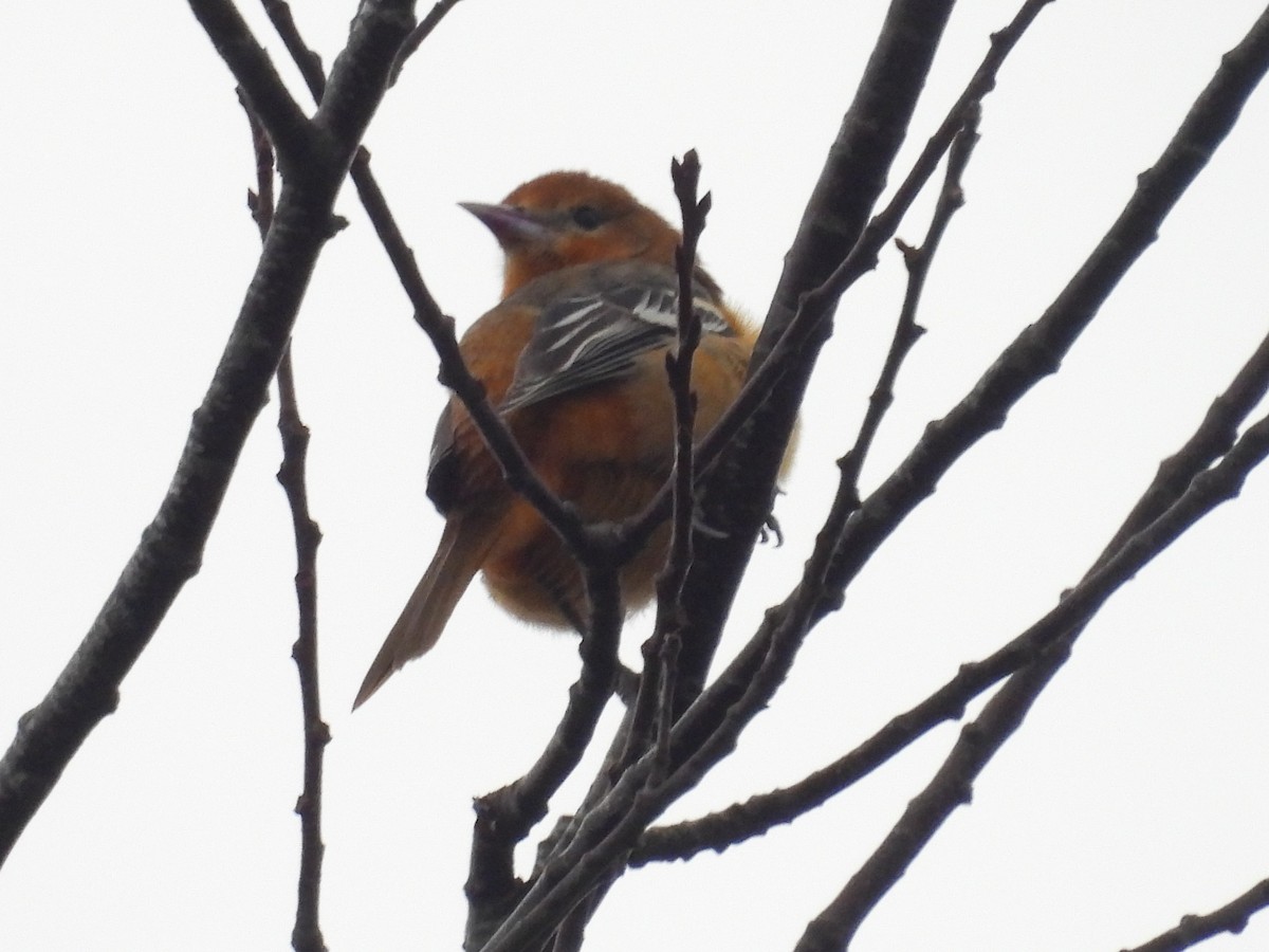 Балтиморский трупиал - ML646248758