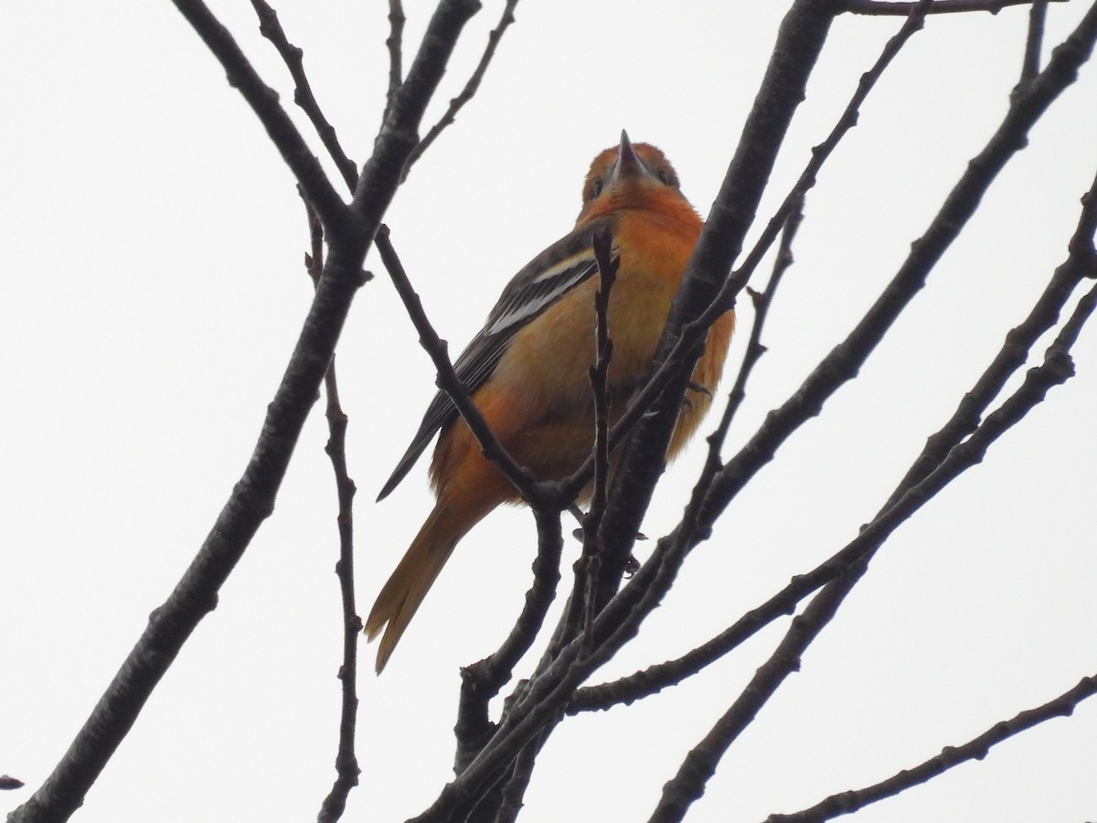 Балтиморский трупиал - ML646248759