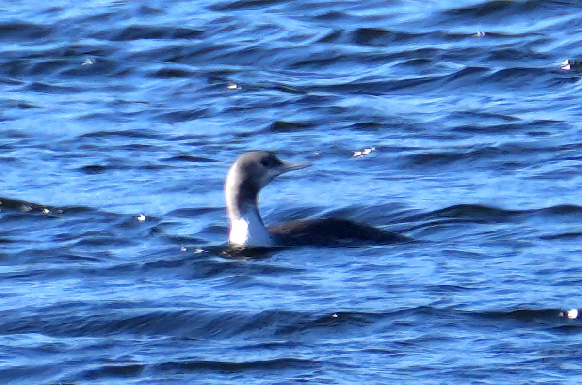 Red-throated Loon - ML646248760