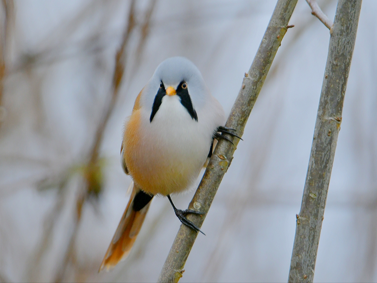 Bearded Reedling - ML646248761