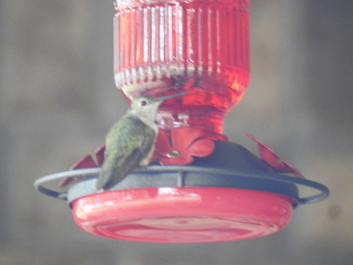 Broad-tailed Hummingbird - ML646248763