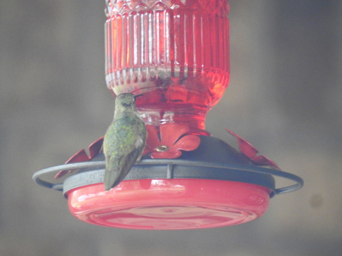 Broad-tailed Hummingbird - ML646248764