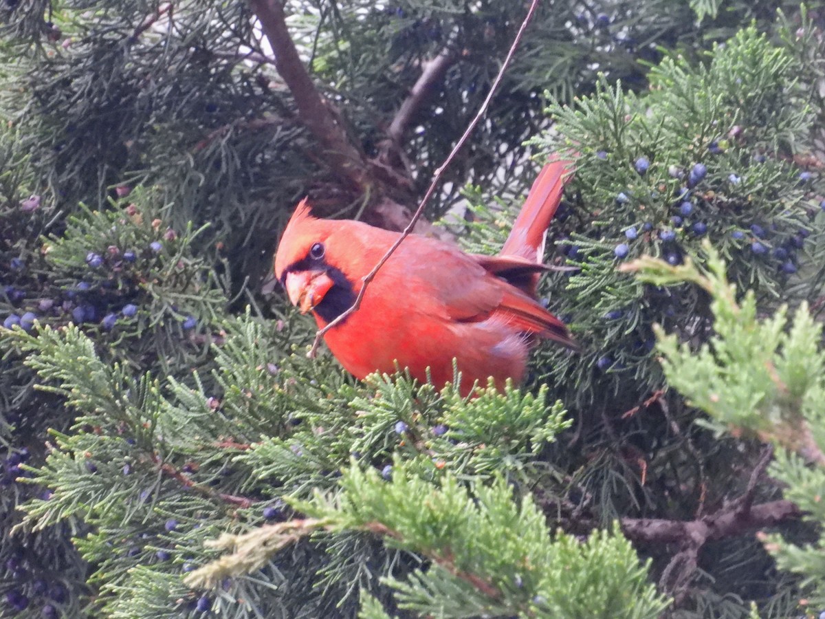 Northern Cardinal - ML646248765