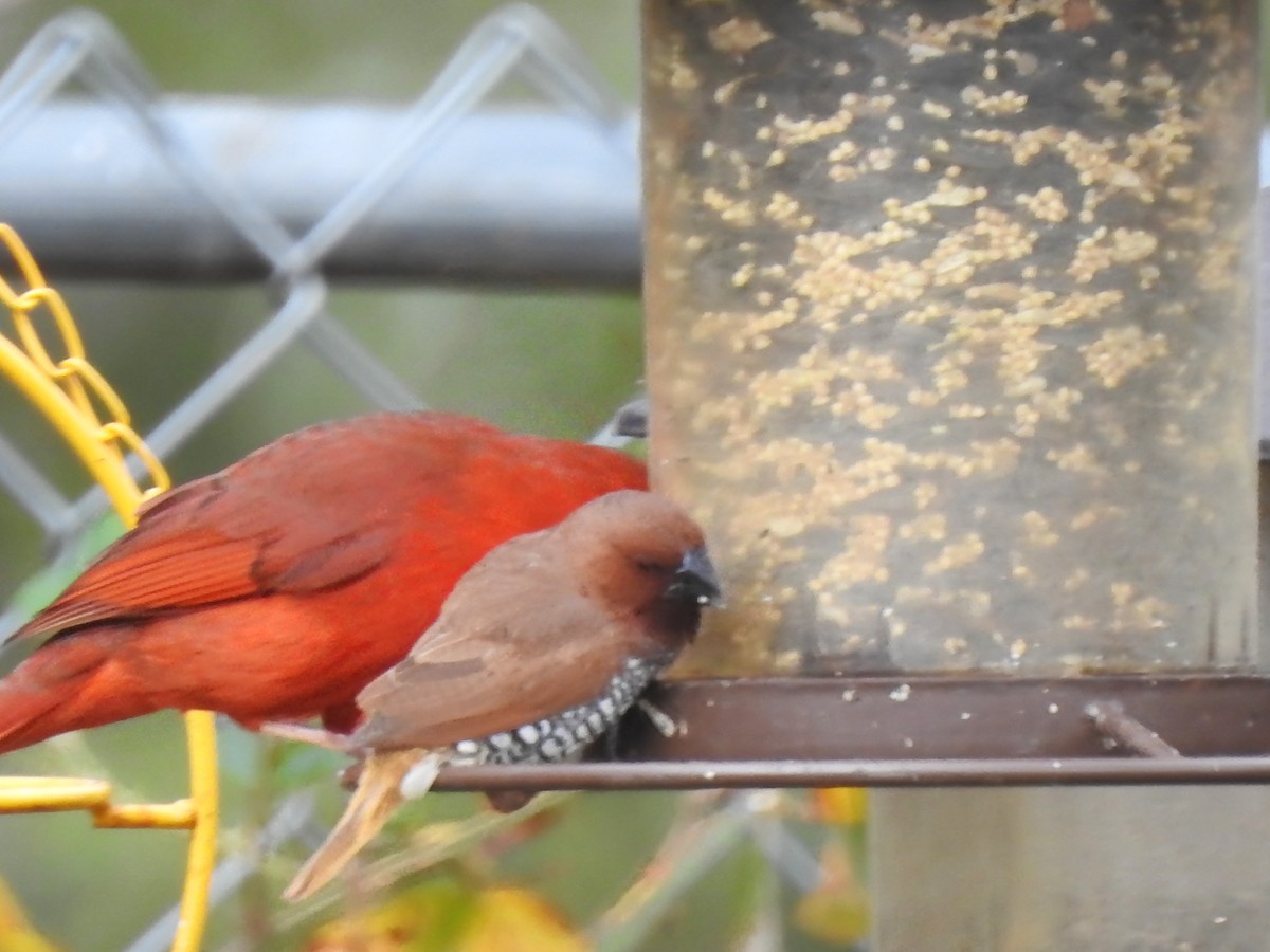 Scaly-breasted Munia - ML646248768