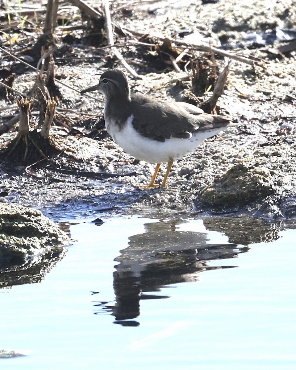 Spotted Sandpiper - ML646248770