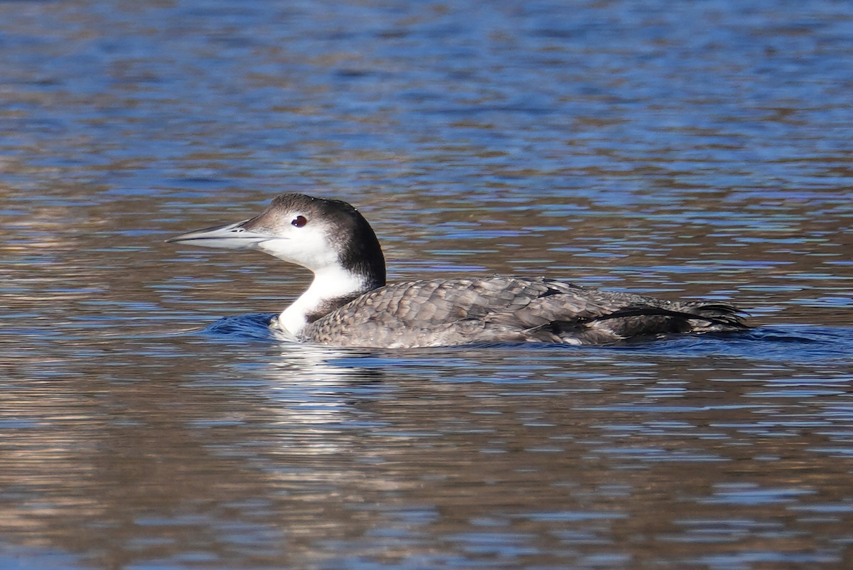 Common Loon - ML646248772