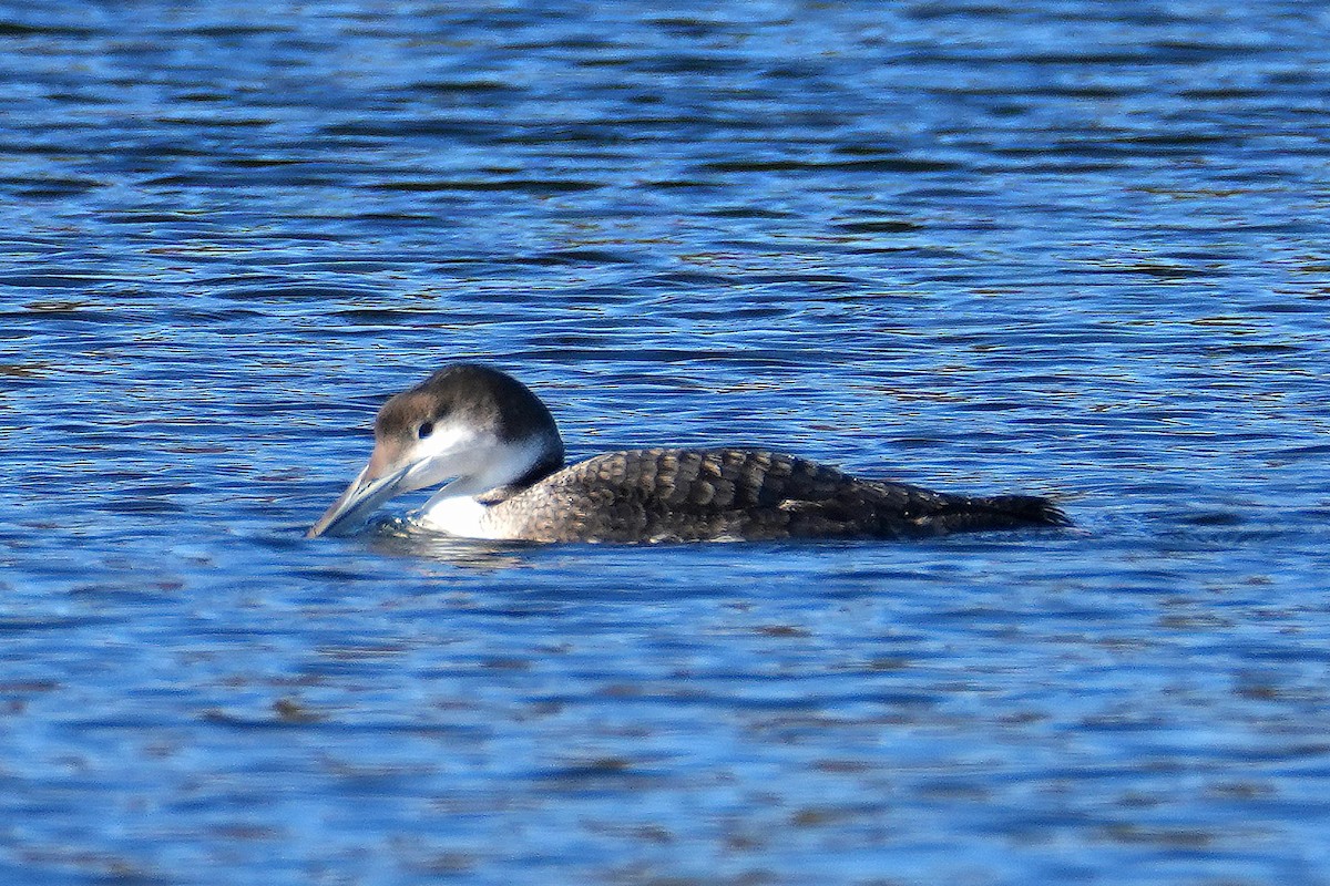 Common Loon - ML646248773