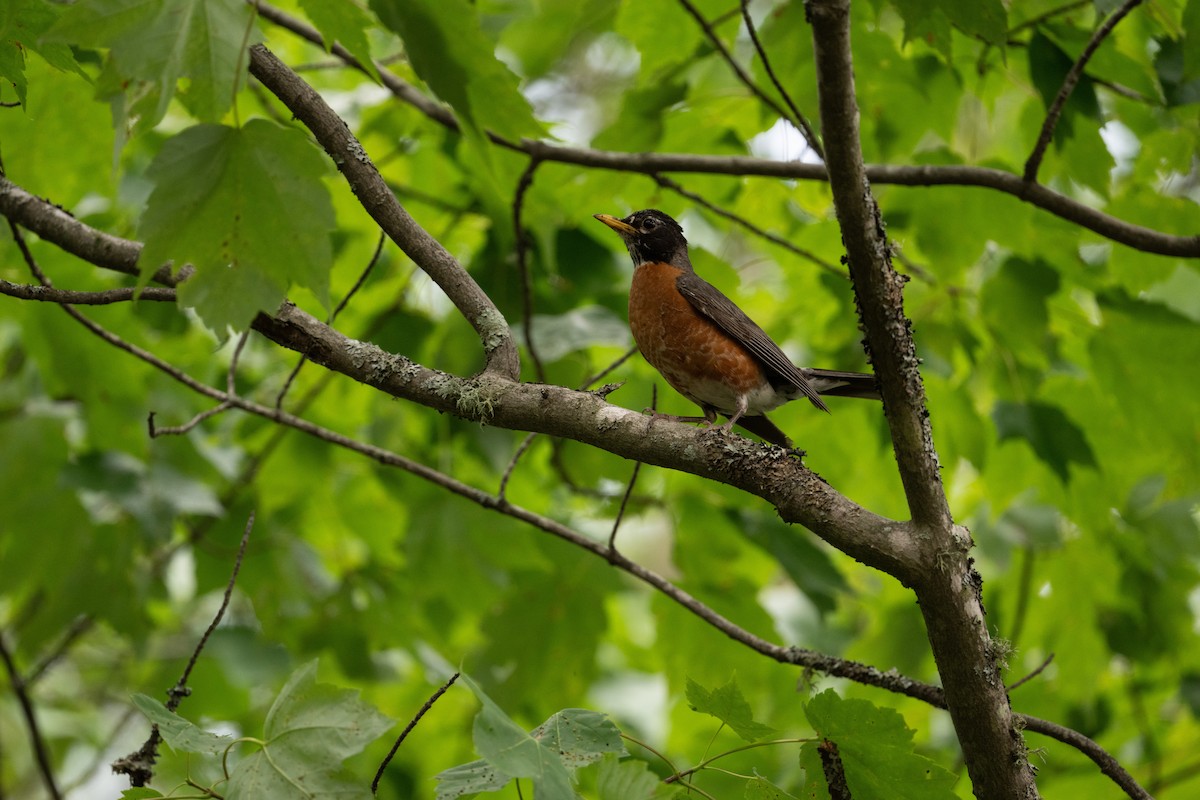 drozd stěhovavý - ML646248777