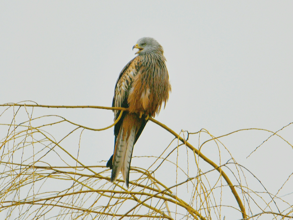 Red Kite - ML646248782