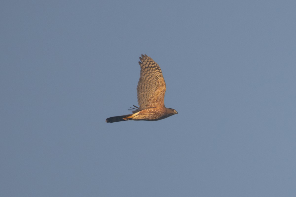 Cooper's Hawk - ML646248785