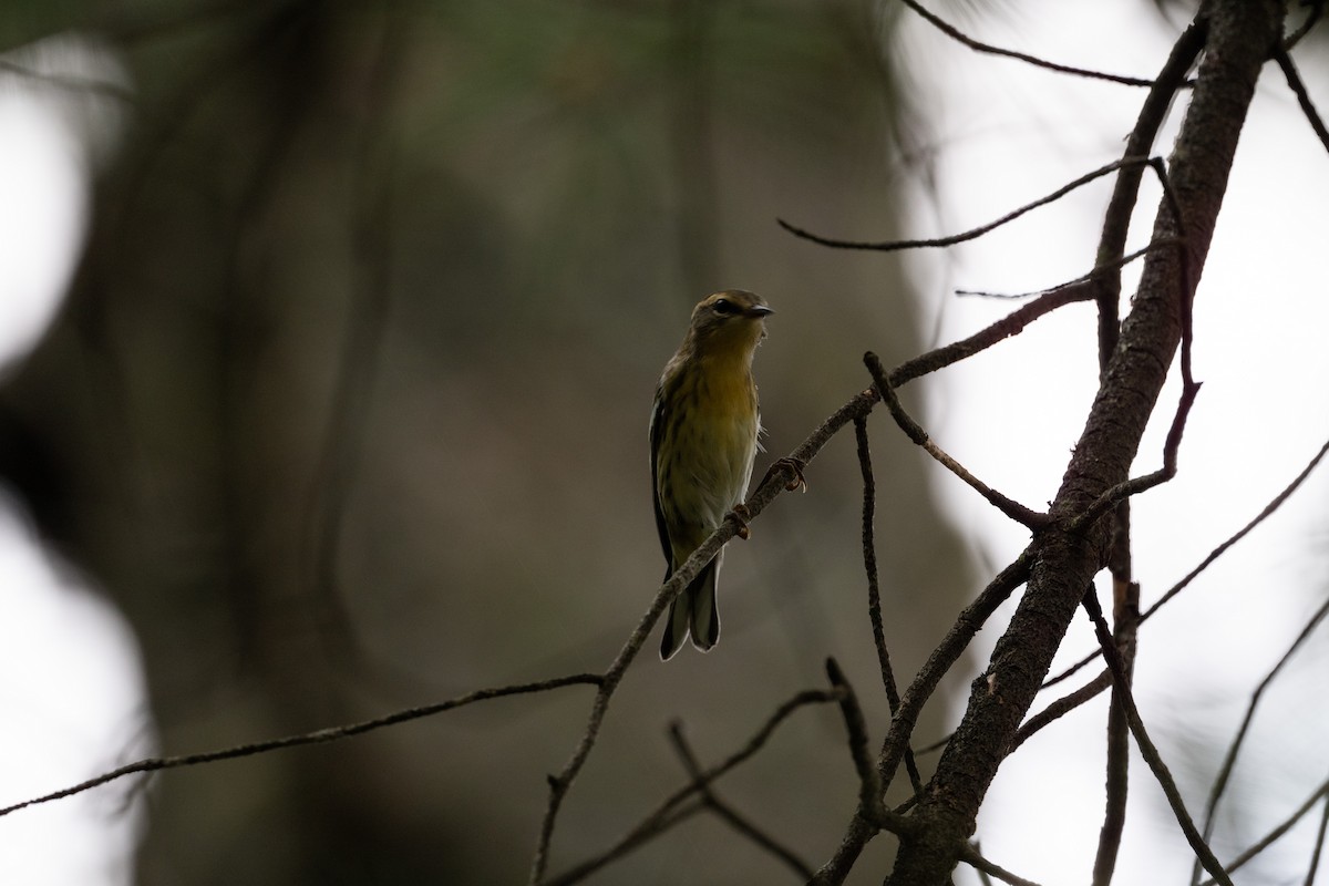 Reinita Gorjinaranja - ML646248809