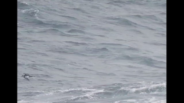 Pomarine Jaeger - ML646248811