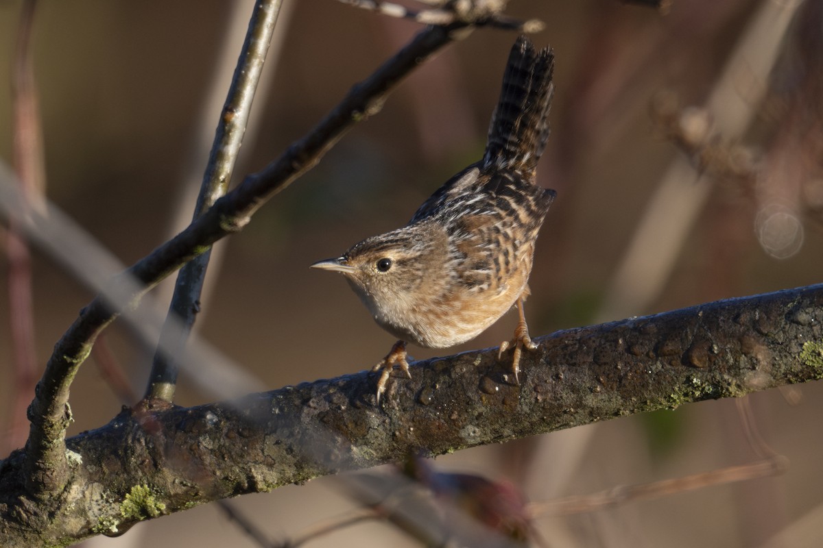 Sedge Wren - ML646248816