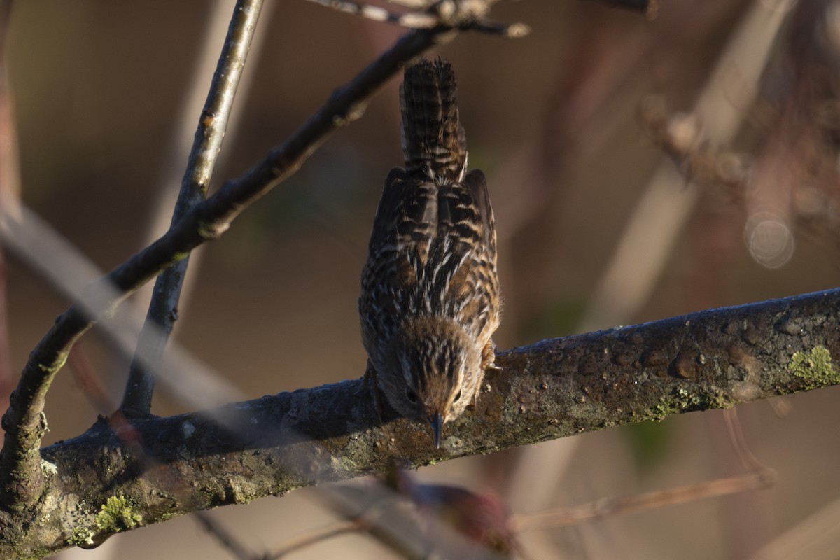 Sedge Wren - ML646248817