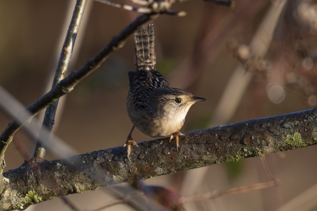 Sedge Wren - ML646248818