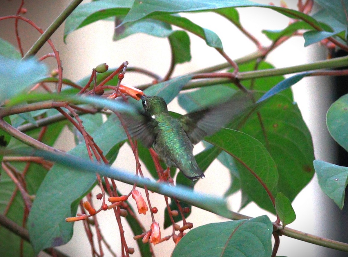 Ruby-throated Hummingbird - ML646248822