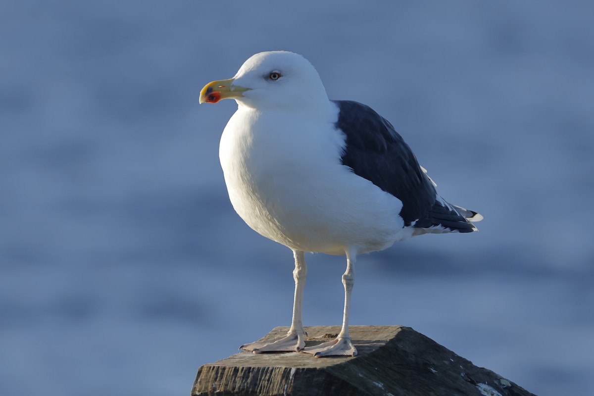 Great Black-backed Gull - ML646248832