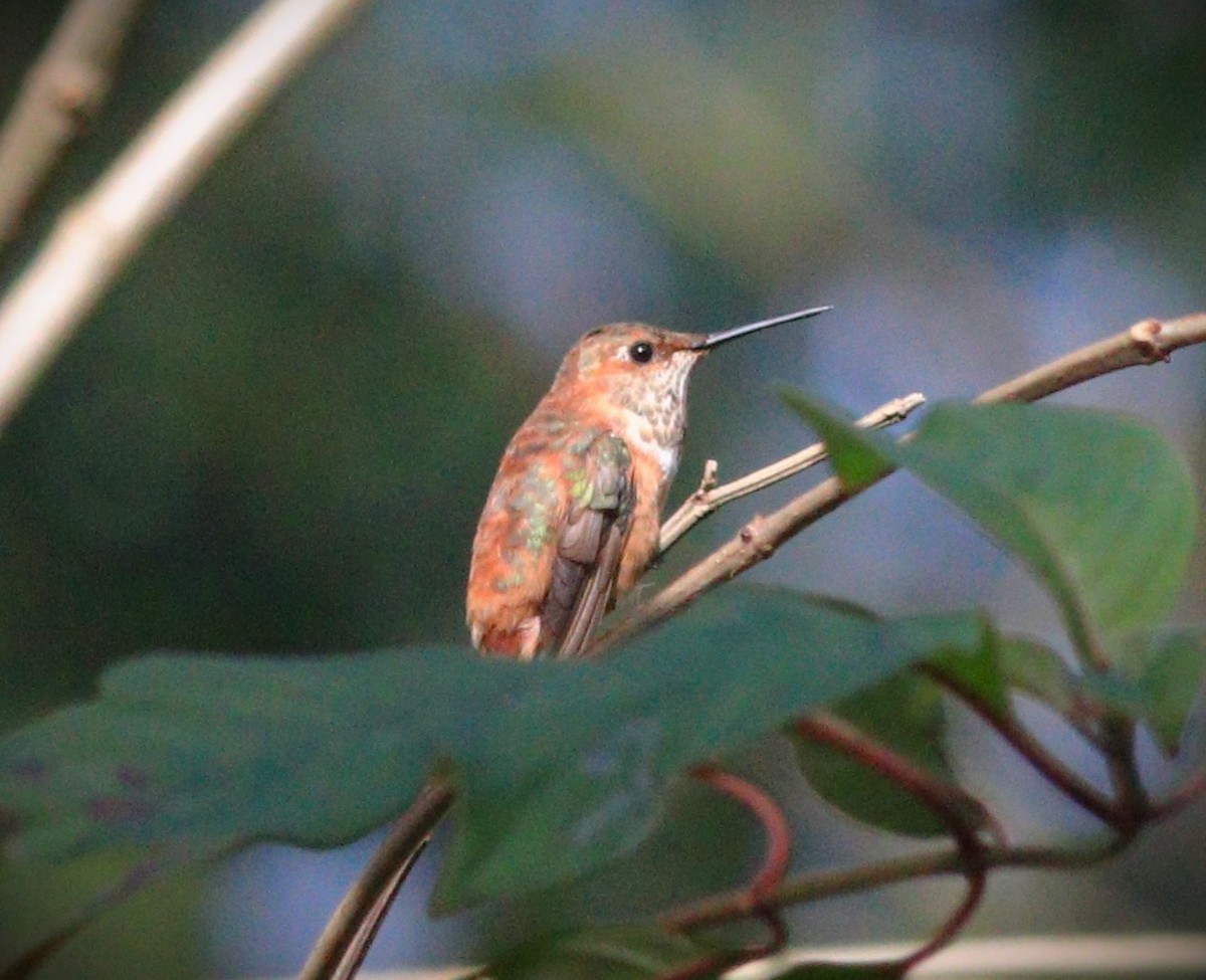 Rufous Hummingbird - ML646248847