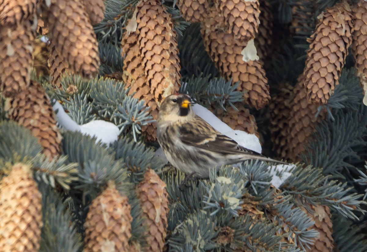 Дөлөн цэгцүүхэй - ML646248855