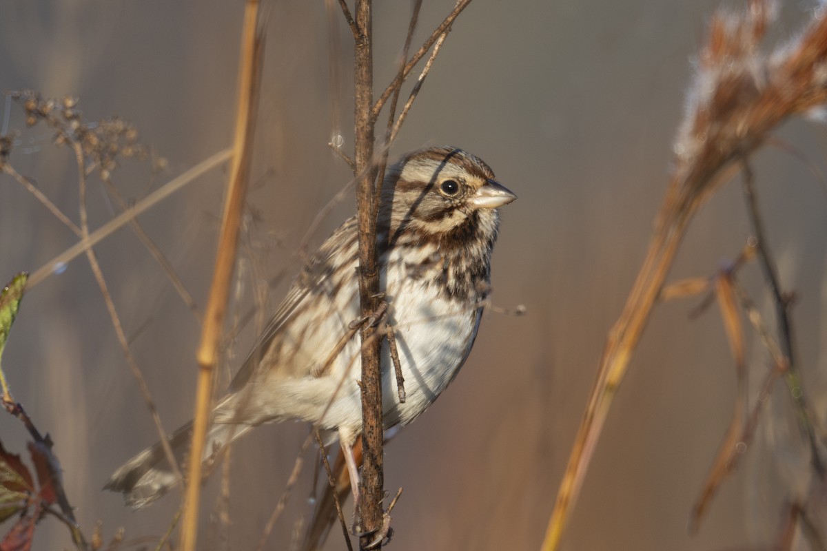 Song Sparrow - ML646248856