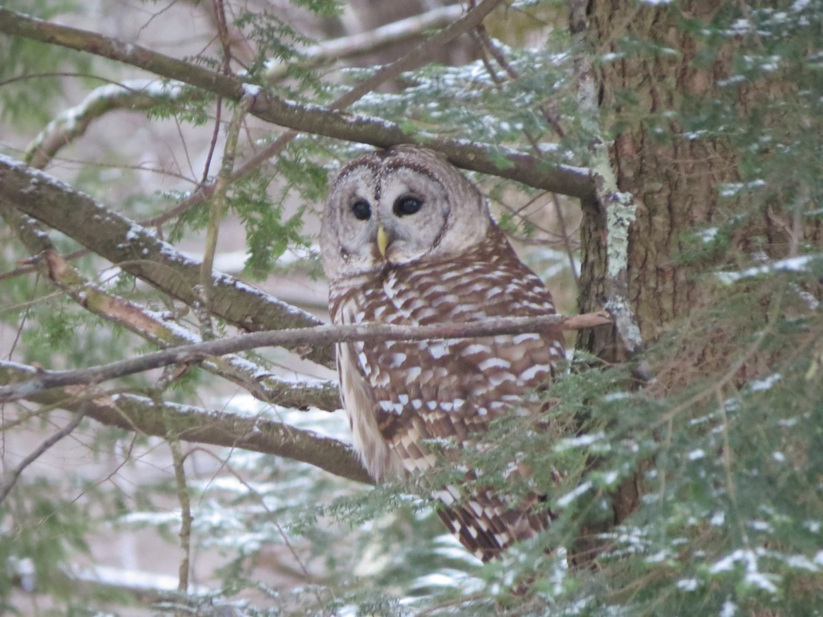 Barred Owl - ML646248857