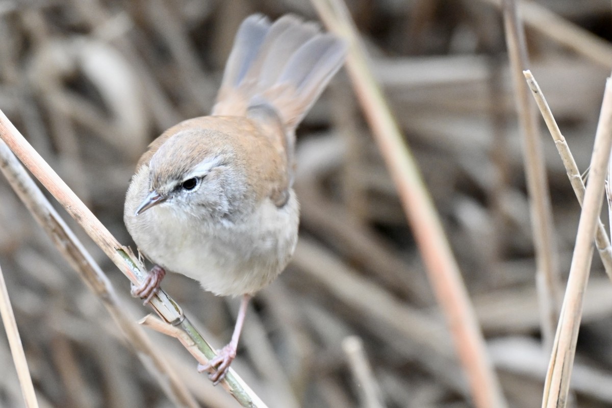 Cetti's Warbler - ML646248858