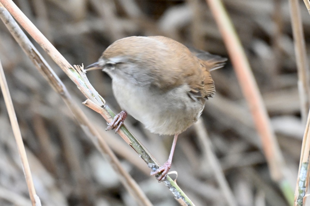 Cetti's Warbler - ML646248859