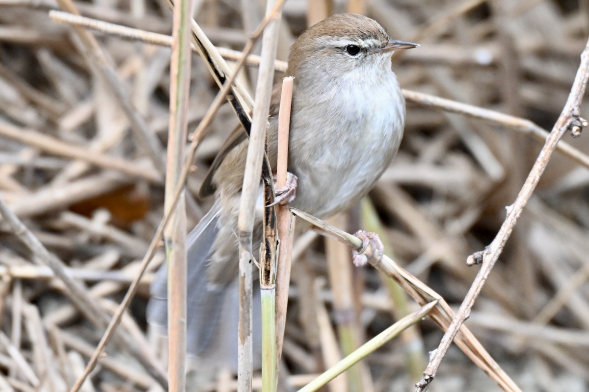 Cetti's Warbler - ML646248860
