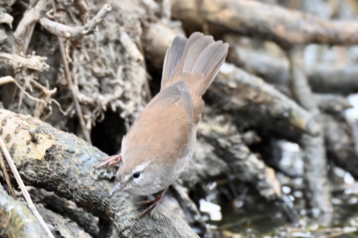 Cetti's Warbler - ML646248861