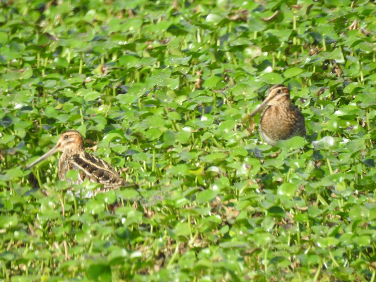 Wilson's Snipe - ML646248866