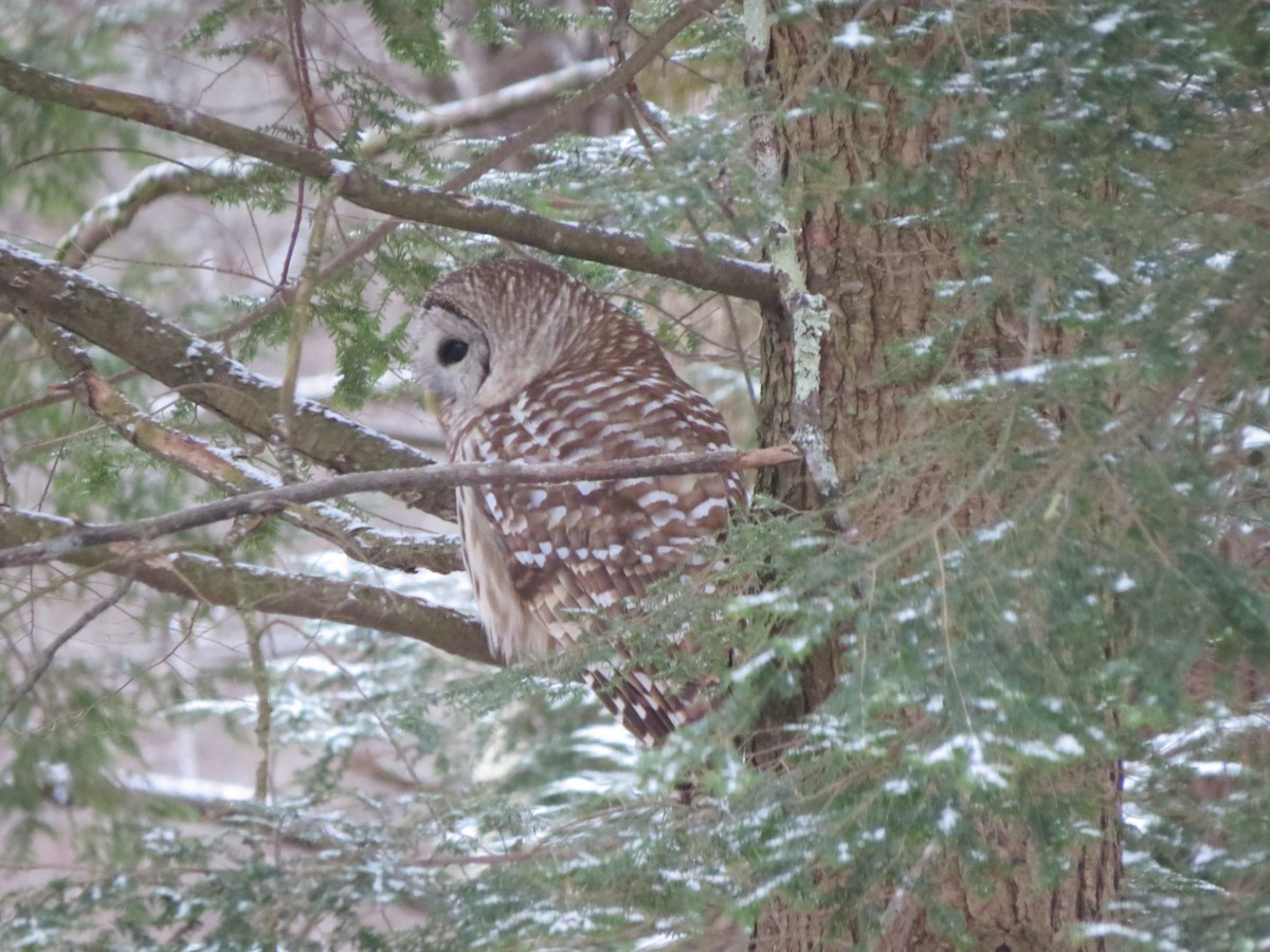 Barred Owl - ML646248867