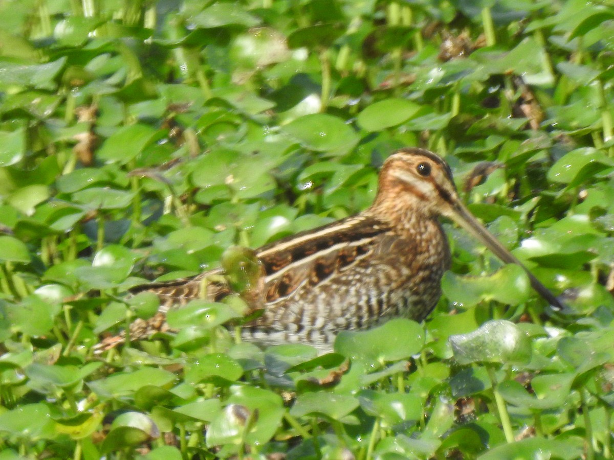 Wilson's Snipe - ML646248868