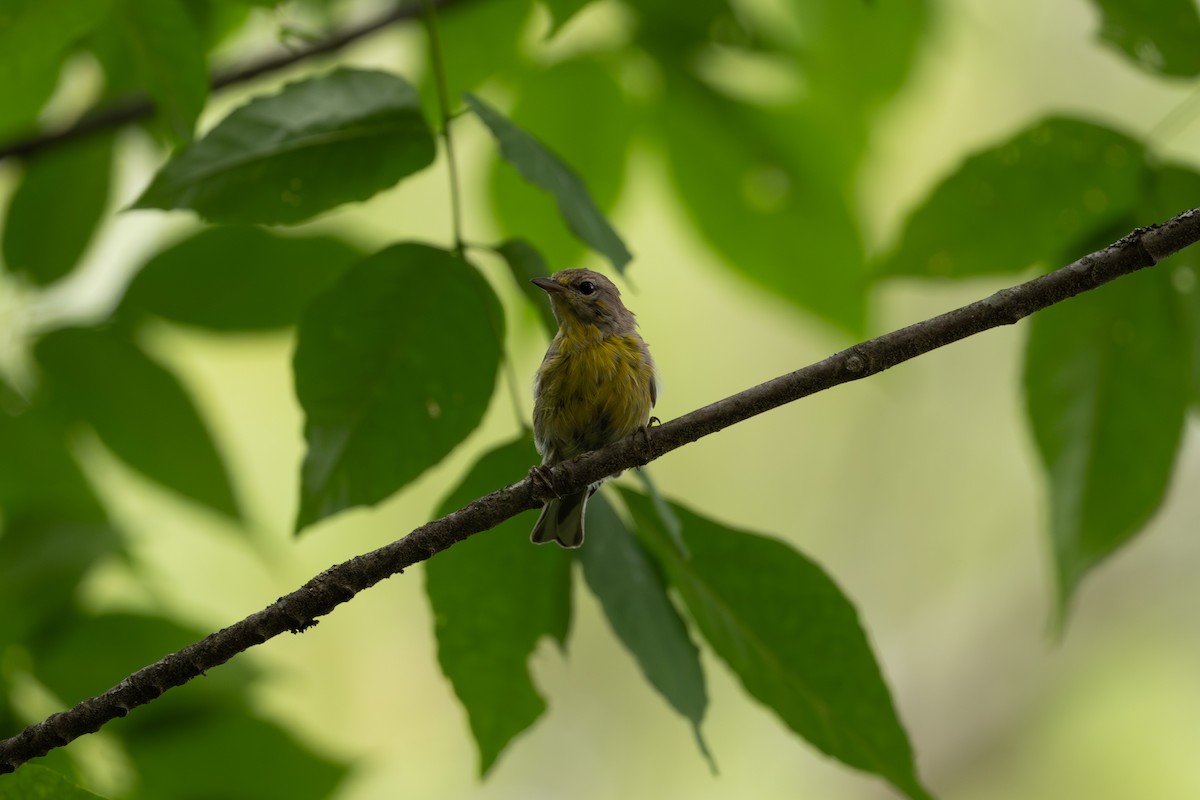 Pine Warbler - ML646248870