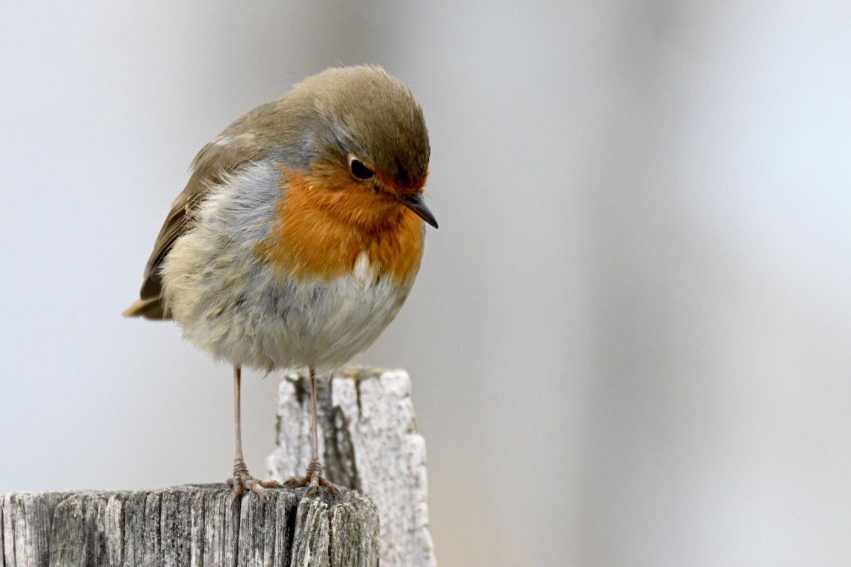 červenka obecná - ML646248871